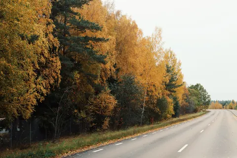 Sfondo Foresta Autunnale 4K · nature · 3840×2560