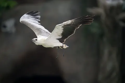Wallpaper Elang Terbang 4K · birds · 3840×2560