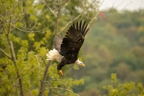 Hình nền Đại Bàng Tung Cánh 4K · birds · 3840×2560