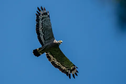Papel de parede Águia em Voo 4K · birds · 3840×2560