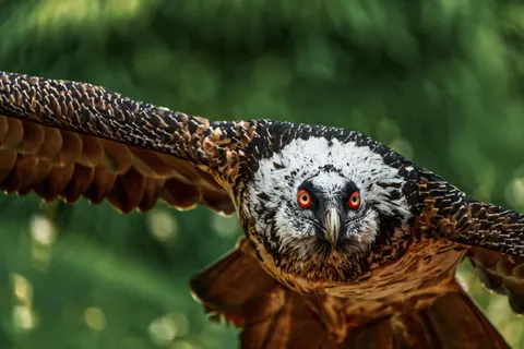 Fliegender Adler 4K Hintergrundbild · birds · 3840×2560