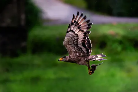 Sfondo Aquila in Volo 4K · birds · 3840×2560
