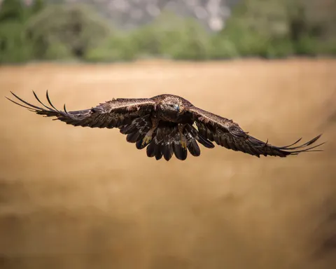 उड़ता हुआ बाज़ 4K वॉलपेपर · birds · 3840×3072