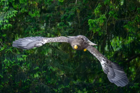 خلفية نسر طائر بدقة 4K · birds · 3840×2560