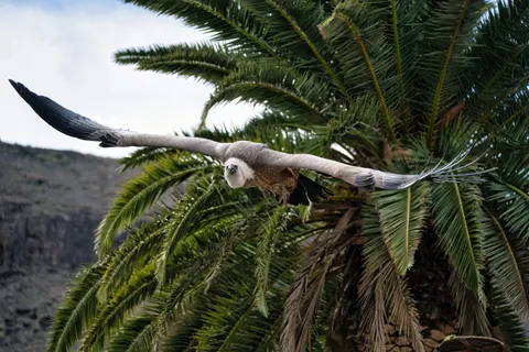 उड़ता हुआ बाज़ 4K वॉलपेपर · birds · 3840×2560