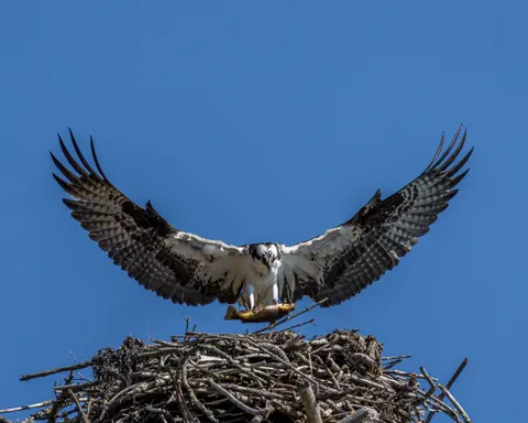 Wallpaper Elang Terbang 4K · birds · 3840×3072