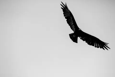 飛翔する鷲 4K壁紙 · birds · 3840×2560