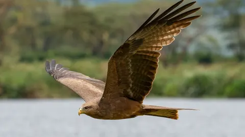 Papel de parede Águia em Voo 4K · birds · 3840×2160
