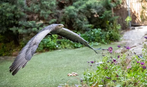 उड़ता हुआ बाज़ 4K वॉलपेपर · birds · 3840×2288
