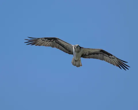 Uçan Kartal 4K Duvar Kağıdı · birds · 3840×3072