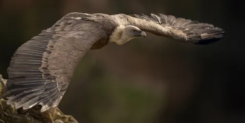 उड़ता हुआ बाज़ 4K वॉलपेपर · birds · 3840×1929