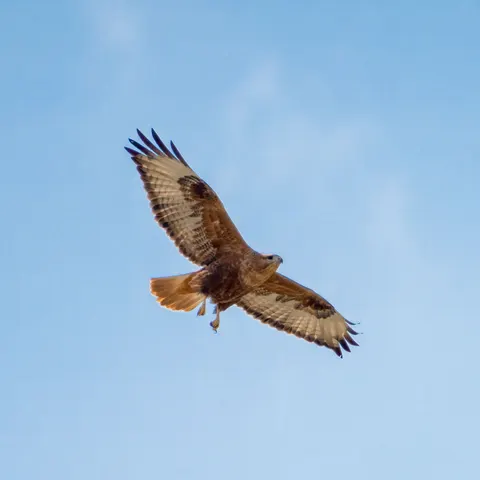 Wallpaper Elang Terbang 4K · birds · 3840×3838