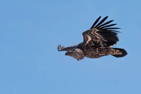 Sfondo Aquila in Volo 4K · birds · 3840×2560