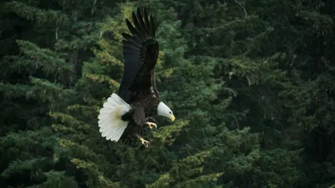 Hình nền Đại Bàng Tung Cánh 4K · birds · 3840×2161