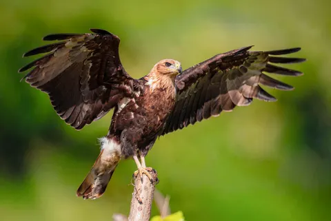 उड़ता हुआ बाज़ 4K वॉलपेपर · birds · 3840×2567