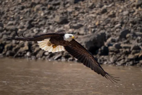Uçan Kartal 4K Duvar Kağıdı · birds · 3840×2560