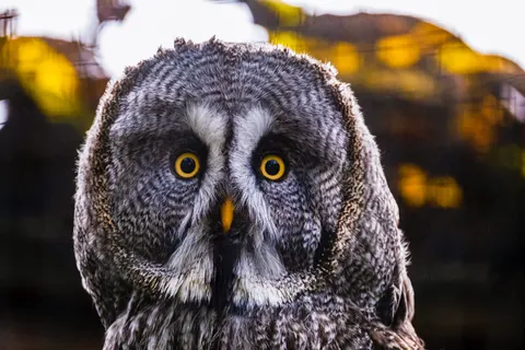 Baykuş Portresi 4K Duvar Kağıdı · birds · 3840×2560