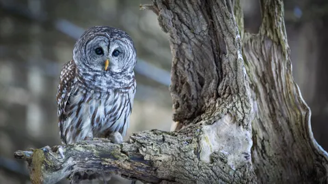 Baykuş Portresi 4K Duvar Kağıdı · birds · 3840×2160