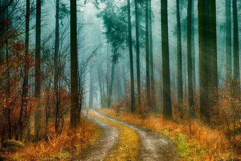 Sfondo Foresta Autunnale 4K · nature · 3840×2560