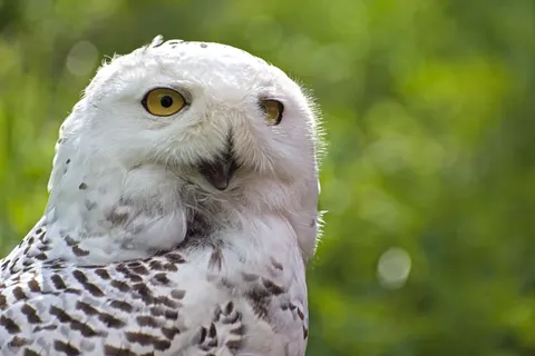Baykuş Portresi 4K Duvar Kağıdı · birds · 3840×2562