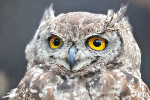 Baykuş Portresi 4K Duvar Kağıdı · birds · 3840×2560