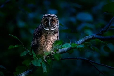 उल्लू का चित्र 4K वॉलपेपर · birds · 3840×2560