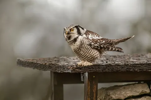 Baykuş Portresi 4K Duvar Kağıdı · birds · 3840×2560