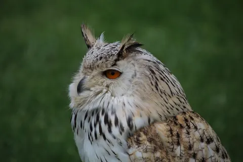 Baykuş Portresi 4K Duvar Kağıdı · birds · 3840×2560