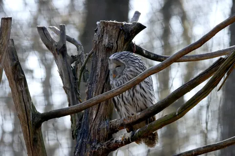Baykuş Portresi 4K Duvar Kağıdı · birds · 3840×2560