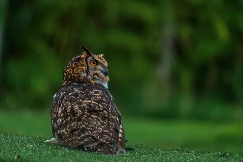 Baykuş Portresi 4K Duvar Kağıdı · birds · 3840×2560