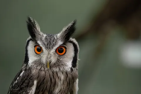 Baykuş Portresi 4K Duvar Kağıdı · birds · 3840×2563
