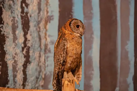 Baykuş Portresi 4K Duvar Kağıdı · birds · 3840×2560