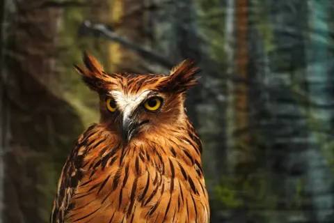 Papel de parede Retrato da Coruja 4K · birds · 3840×2561