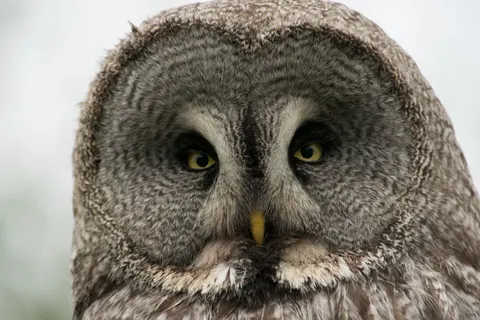 Baykuş Portresi 4K Duvar Kağıdı · birds · 3840×2560