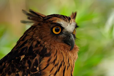 Baykuş Portresi 4K Duvar Kağıdı · birds · 3840×2560
