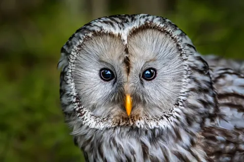 Baykuş Portresi 4K Duvar Kağıdı · birds · 3840×2560