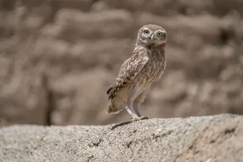 Baykuş Portresi 4K Duvar Kağıdı · birds · 3840×2560