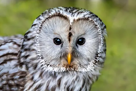 Baykuş Portresi 4K Duvar Kağıdı · birds · 3840×2561