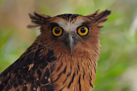 Baykuş Portresi 4K Duvar Kağıdı · birds · 3840×2560