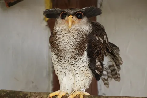 Baykuş Portresi 4K Duvar Kağıdı · birds · 3840×2560