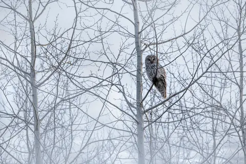 Baykuş Portresi 4K Duvar Kağıdı · birds · 3840×2560
