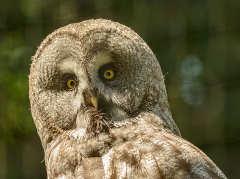 Baykuş Portresi 4K Duvar Kağıdı · birds · 3840×2874