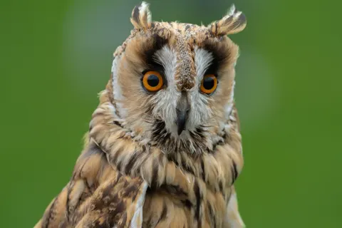 Baykuş Portresi 4K Duvar Kağıdı · birds · 3840×2560