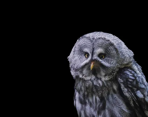 부엉이 초상 4K 배경화면 · birds · 3840×3037