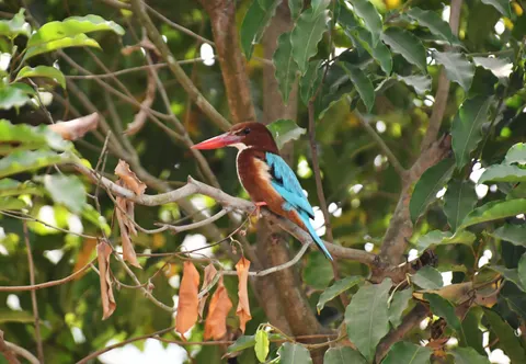 Yalıçapkını Kuşu 4K Duvar Kağıdı · birds · 3840×2658