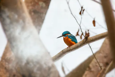 خلفية طائر الرفراف الملون بدقة 4K · birds · 3840×2560