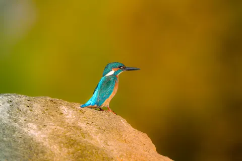किंगफिशर पक्षी 4K वॉलपेपर · birds · 3840×2560