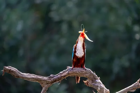 Yalıçapkını Kuşu 4K Duvar Kağıdı · birds · 3840×2560