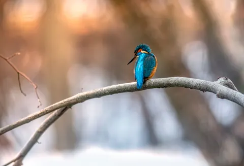 Eisvogel im Flug 4K Hintergrundbild · birds · 3840×2617