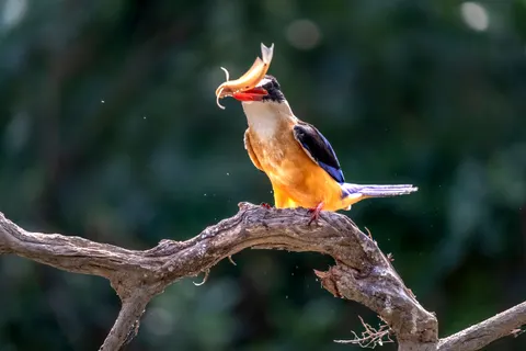 خلفية طائر الرفراف الملون بدقة 4K · birds · 3840×2560